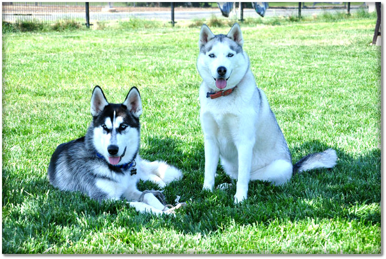 sacramento pound a great amenity for citizens of greater sacramento sacramento pound a great amenity for citizens of greater sacramento